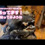 久々に自分からみんなと一緒に朝ご飯  頑張ってますキュウちゃん  もう少し粘ろうね   2026 03 03 1(YouTube)