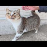 猫なのに「ワンワン！」と鳴くキジシロ猫ちゃん(YouTube)