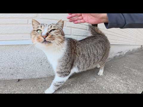 猫なのに「ワンワン！」と鳴くキジシロ猫ちゃん(YouTube)