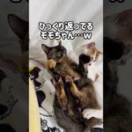 トロが来てひっくり返っちゃったモモちゃんw #shorts(YouTube)