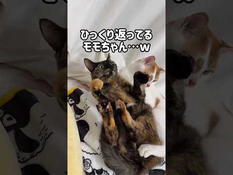 トロが来てひっくり返っちゃったモモちゃんw #shorts(YouTube)
