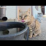 三本足のキジトラ猫が一生懸命歩いてお水を飲みに行く(YouTube)