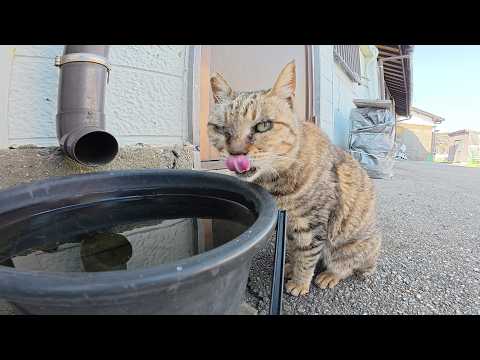 三本足のキジトラ猫が一生懸命歩いてお水を飲みに行く(YouTube)