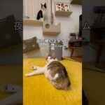 夜のエース：毛づくろいとお着替え(YouTube)