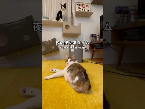 夜のエース：毛づくろいとお着替え(YouTube)