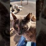 子猫が膝の上に乗ってきた(YouTube)