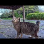 公園で見かけた猫ちゃん…キジトラ猫ちゃんだけは撫でられに寄ってきた(YouTube)