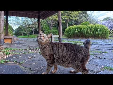公園で見かけた猫ちゃん…キジトラ猫ちゃんだけは撫でられに寄ってきた(YouTube)