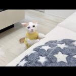 新しく家族になる先輩猫の匂いを嗅いだ子猫がまさかのこうなっちゃいました…(YouTube)