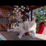 天気がいい日に神社へ行ったら…裏の休憩所で猫たちがのんびりお昼寝していました(YouTube)