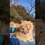防波堤に座ると猫寄ってきた(YouTube)