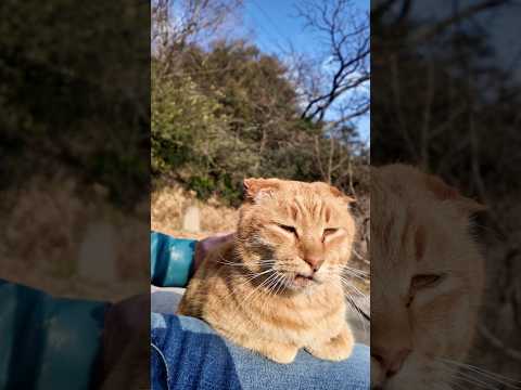 防波堤に座ると猫寄ってきた(YouTube)