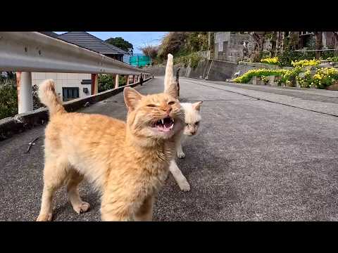 猫島で山道を歩いていると向こうから猫たちが駆け寄ってきた(YouTube)