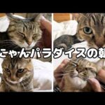猫たちが次々に交代して挨拶をしてくれて迎える朝は最高に癒されます(YouTube)