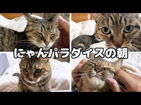 猫たちが次々に交代して挨拶をしてくれて迎える朝は最高に癒されます(YouTube)
