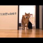 急遽パパがいなくなった夜中、柴犬が離れませんでした(YouTube)