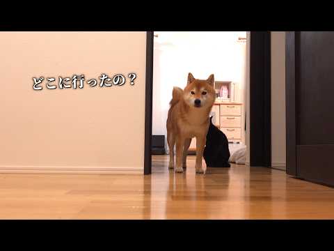 急遽パパがいなくなった夜中、柴犬が離れませんでした(YouTube)