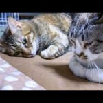 大好きな後輩猫たちにドキドキさせられちゃう麦わら猫(YouTube)