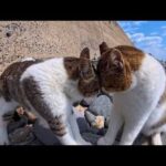 額が当たるくらい顔を近づけて怒鳴り合う…でもなぜか可愛くて笑ってしまう猫の喧嘩(YouTube)