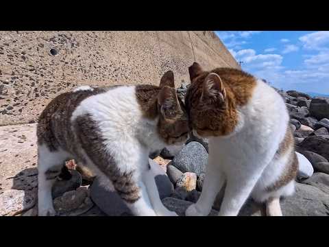 額が当たるくらい顔を近づけて怒鳴り合う…でもなぜか可愛くて笑ってしまう猫の喧嘩(YouTube)