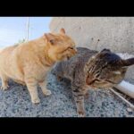 灰色猫が可愛い声で「喧嘩はダメだよ！」と先輩猫のもめ事を仲裁をする(YouTube)