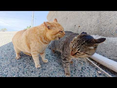 灰色猫が可愛い声で「喧嘩はダメだよ！」と先輩猫のもめ事を仲裁をする(YouTube)