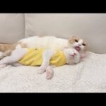 退院して帰ってきた子猫が心配で一日中お世話してくれてる先輩が優しすぎました…(YouTube)