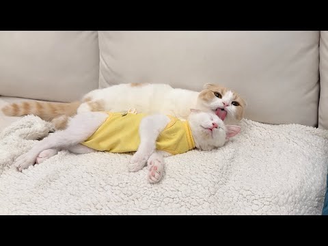 退院して帰ってきた子猫が心配で一日中お世話してくれてる先輩が優しすぎました…(YouTube)