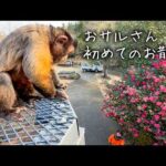 ドキドキの初散歩…！フサオマキザルの放し飼いにチャレンジしてみました。(YouTube)