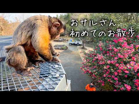 ドキドキの初散歩…！フサオマキザルの放し飼いにチャレンジしてみました。(YouTube)