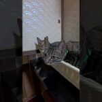 旅館の猫たちみんな浴衣が好きなんだね(YouTube)