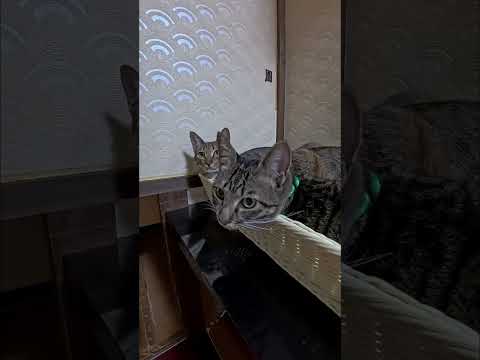 旅館の猫たちみんな浴衣が好きなんだね(YouTube)