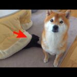 子猫が狩りの練習⁉︎相手に選ばれたのが柴犬ハチでした。。(YouTube)