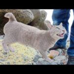 嫉妬深い灰色猫が先輩達を追い払って人間を独り占めしようとする(YouTube)