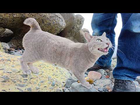 嫉妬深い灰色猫が先輩達を追い払って人間を独り占めしようとする(YouTube)