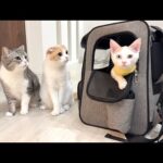 3ヶ月一緒に過ごした子猫とお別れすることになりました。(YouTube)