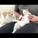 手術した子猫のお腹が心配で仕方ない先輩猫がこうなっちゃいました…(YouTube)