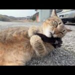 これが行動パターンだから仕方がない(YouTube)