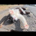 パンダみたいな猫をモフっていると足にしがみついて甘えてきた(YouTube)