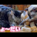 ちょ～だい  朝の腹ペコ攻防戦  ミケ＆太郎  2026 03 11 1(YouTube)