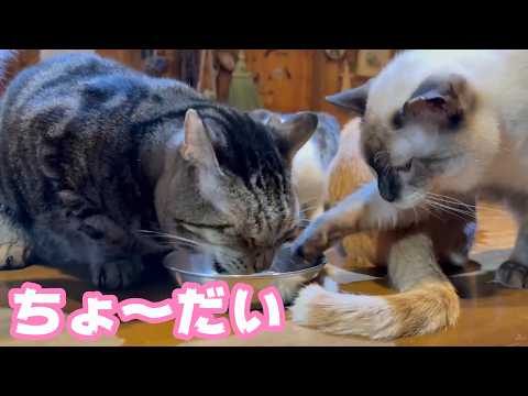 ちょ～だい  朝の腹ペコ攻防戦  ミケ＆太郎  2026 03 11 1(YouTube)