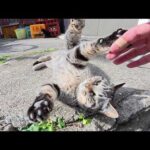 人間を警戒しまくりだった子猫達が少しずつ心を開いてきた(YouTube)