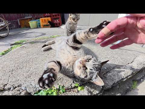 人間を警戒しまくりだった子猫達が少しずつ心を開いてきた(YouTube)