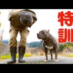 【パワーブリード】おすすめ地獄の散歩訓練（ダルマさん編）(YouTube)