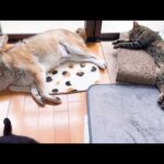 猫たちの幸せ～な姿を見ていると柴犬はこうなります…(YouTube)