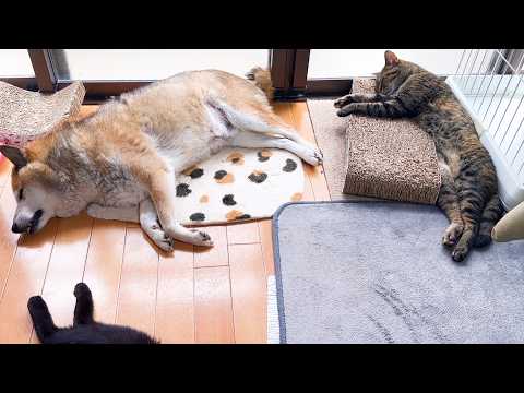 猫たちの幸せ～な姿を見ていると柴犬はこうなります…(YouTube)