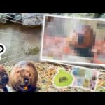 【必見】まさかのコラボ！？絶対手に入れて欲しいバイオパークの〇〇〇が出来ちゃいました🦫！【イベント告知も】(YouTube)