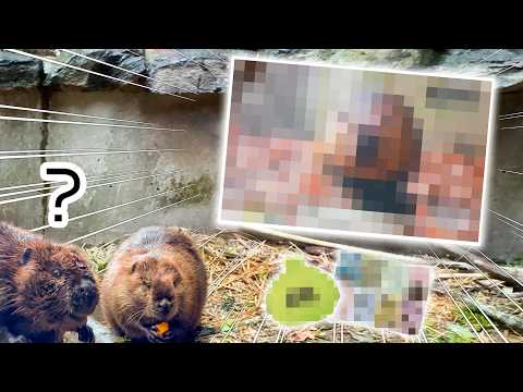 【必見】まさかのコラボ！？絶対手に入れて欲しいバイオパークの〇〇〇が出来ちゃいました🦫！【イベント告知も】(YouTube)