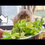 大量の美味しいエサにモグモグが止まらないプレーリードッグ！【七草🌱】(YouTube)