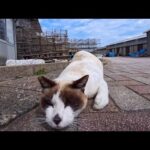 猫島で出会ったタヌキみたいな猫がかわいすぎる(YouTube)